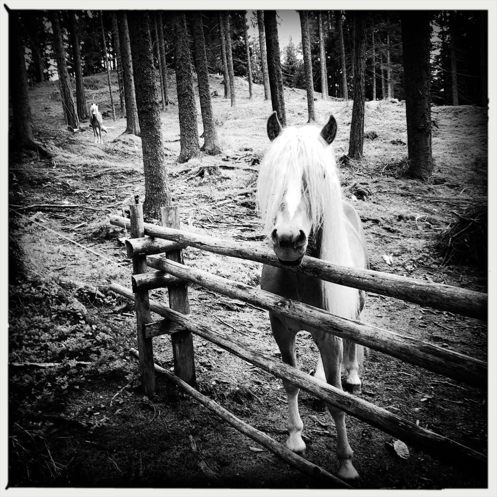 A horse behind a fence in the woods