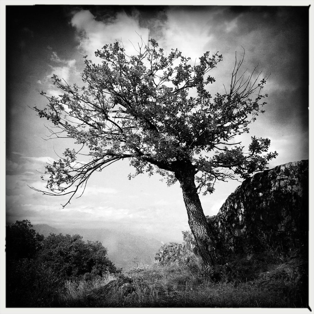 Un albero spoglio e solitario vicino ad un grande sasso sul prato e nuvole in lontananza