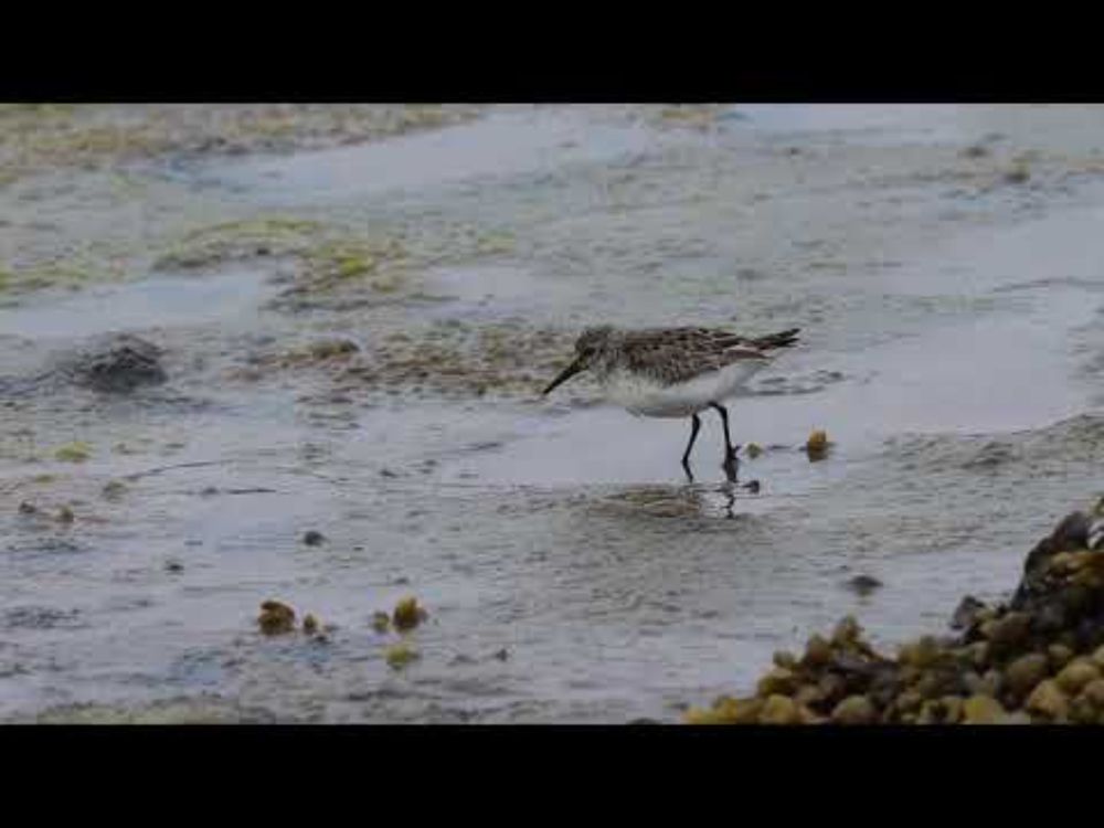 Western Sandpiper (Calidris mauri) in Ayrshire, Scotland, 20th June 2025