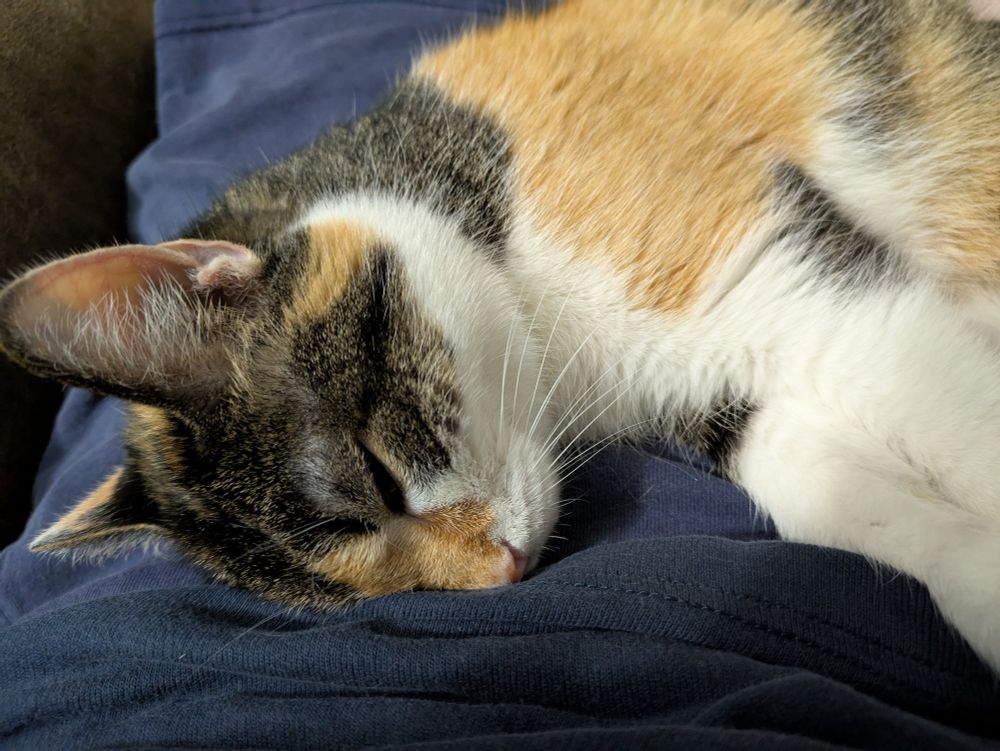 My calico cat, Luna, snoozing in my lap