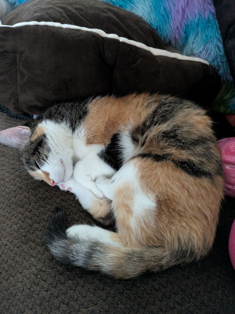 A sleepy calico cat curled up in a loose ball on a brown couch.