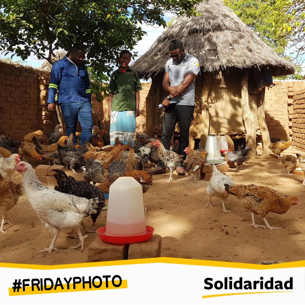 Small-scale woman farmer in Zambia admires her chickens with extension officers from Solidaridad.