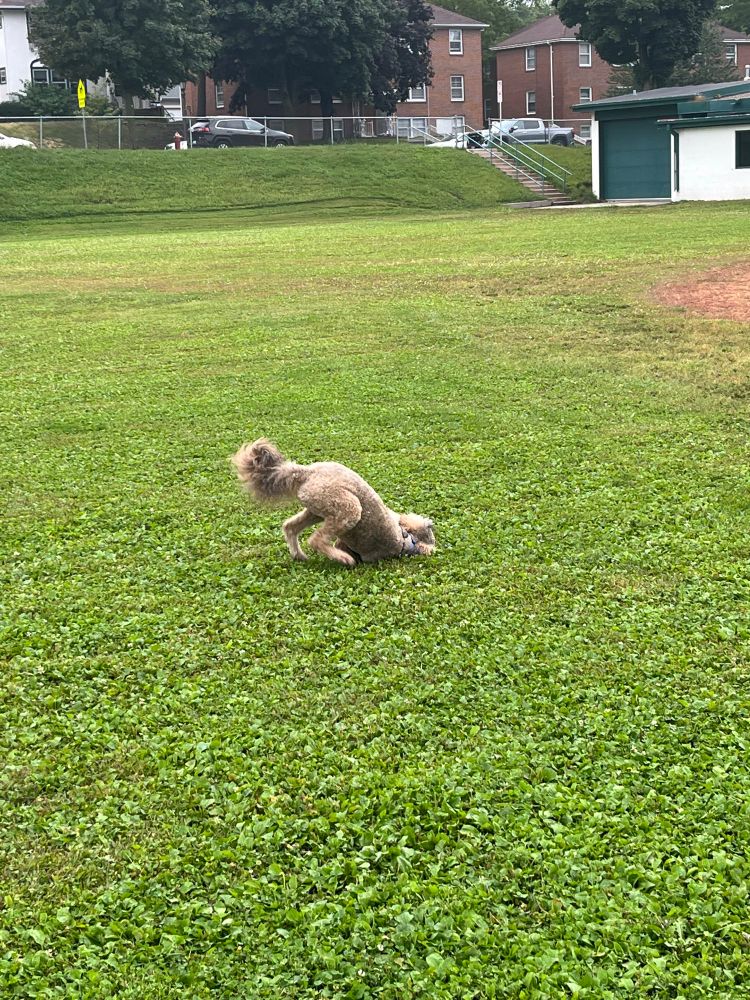 All 4 pix are of a crazy dog rolling in the grass like a crazy dog 😅
