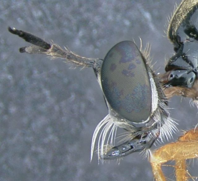 Just felt liking putting on some fly piccies! 🙂 Dioctra linearis, head of an Asilid fly (Robber Fly)