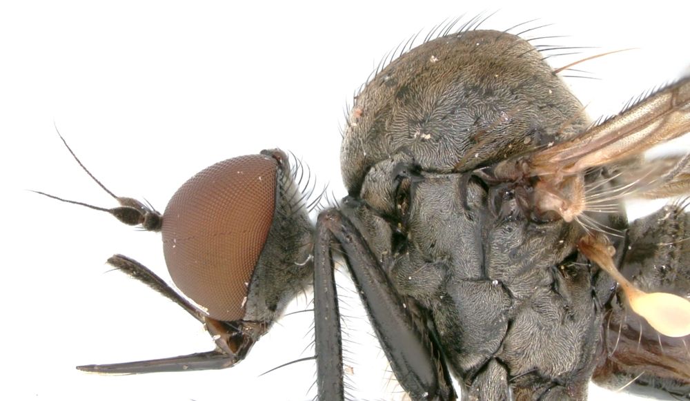 Hybos culiciformis (Hybotidae) anothyer predatory fly showing sharp, stiff proboscis