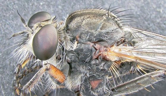 A large 18mm Robberfly, (Tolmerus .sp) from Tenerife, Canary Islands. Yet to be identified.