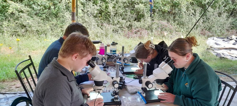 Op Wallacea volunteers learning to pin flies; four people working with microscopes