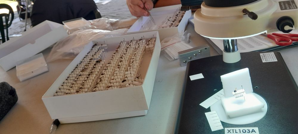 A microscope with a box of mounted and labelled flies ready for determining