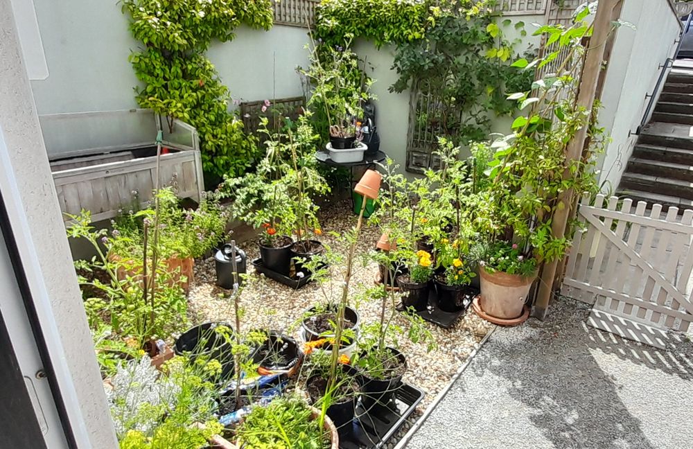 A small garden with tomato plants, flowering herbs and flowers with Red-tailed Bumblebee, hoverflies including Scaeva pyrastri, Eristalis tenax, Syritta pipiens and Melanostoma .spp; other Diptera, mainly Lucilia .sp on flowering herbs and 2 Gatekeeper butterflies  4 x 4.5m, 3 years ago was bare walls and gravel