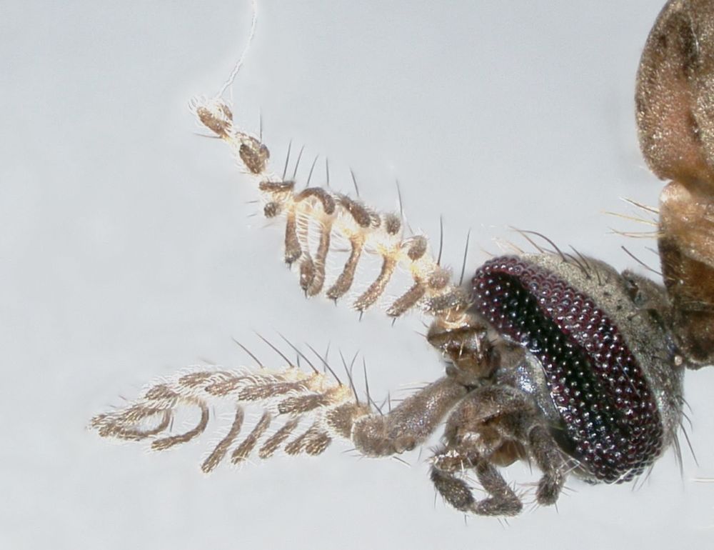 Just felt liking putting on some fly piccies! 🙂 Rhipidia maculata;  Head of a cranefly with pectinate antenna