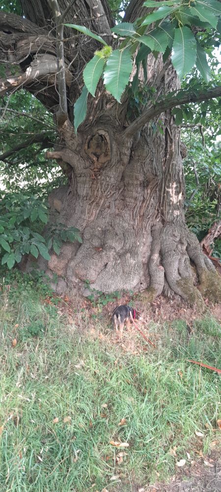 A massive ancient Sweet Chestnut tree from a Devon estate with a small Border Terrier showing how huge it actually is.