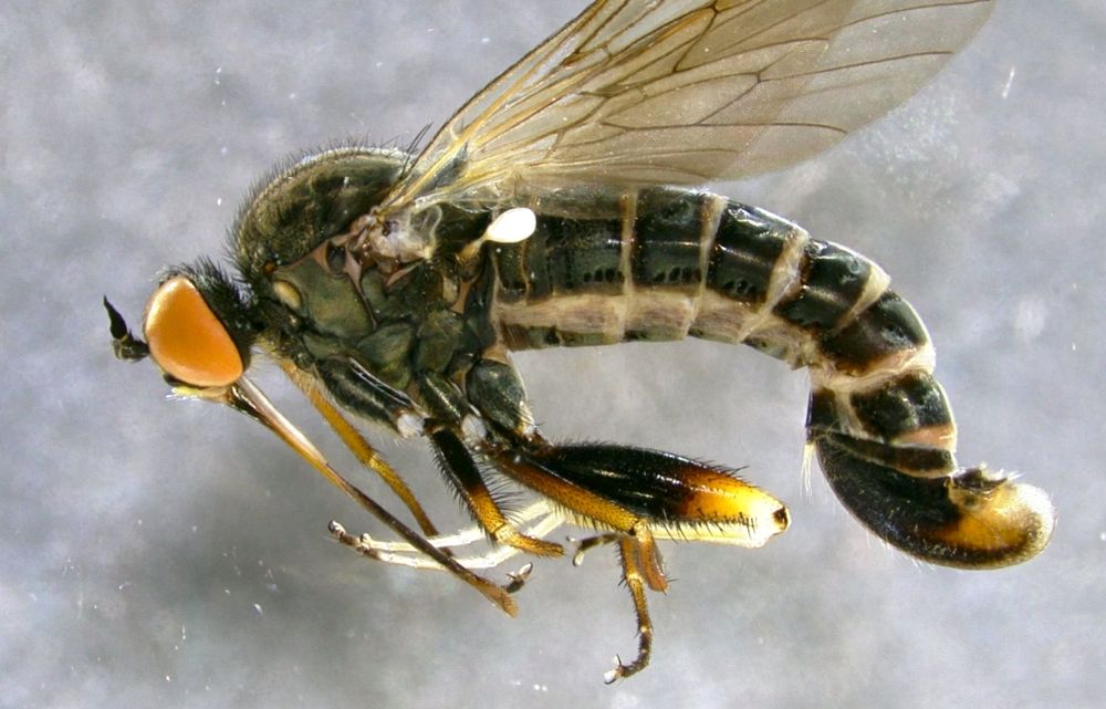 Empis femorata (Empididae) a predatory fly and pollinator with long prboscis and huge 'bits'