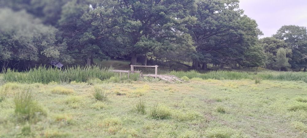 First day at @kneppwilding.bsky.social ready for two weeks of teaching collection techniques and specimen processing. Been out exploring and introducing myself to the locals, White Stork, Purple Emperor, Purple Hairstreak a few of the early bonuses. @flygirlnhm.bsky.social #flies #teaching 