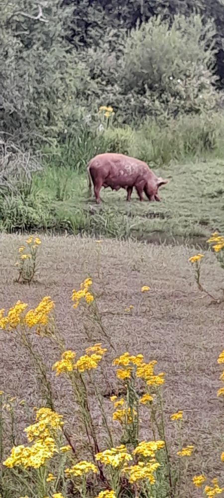 Tamworth sow disturbing the ground nicely in one of the wetter places
