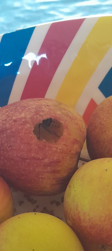 An apple with a large hole in the side containing a Hornet