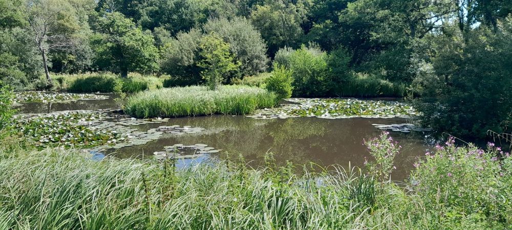 Day 3 teaching; but not teaching this morning, so out helping another staff member survey a pond (ID'ing plants, carrying stuff and writing down what I'm told to)! 😅 Worse ways to spend a sunny morning. Now back to sample processing. Picture of a pond, with trees surrounding it, an island of sedge and loads of waterlilies.