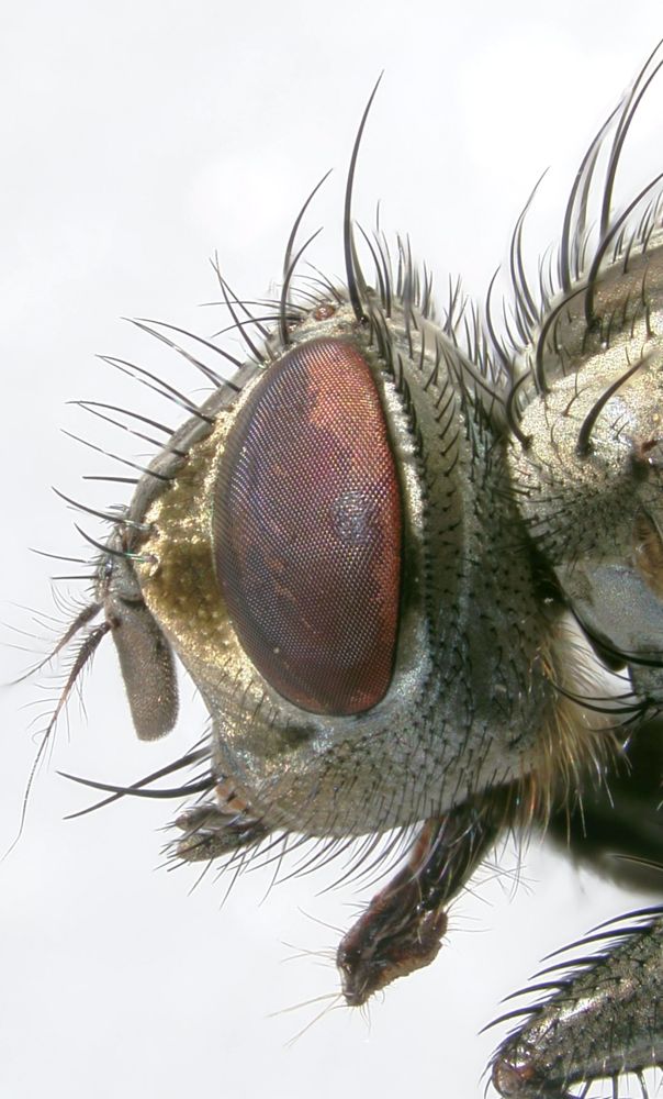 Just felt liking putting on some fly piccies! 🙂Ravinia pernix. Head of a parasitiod fly (Tachinidae)