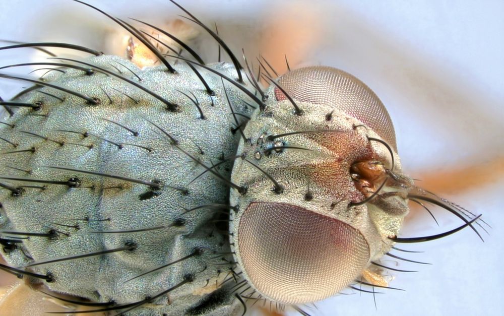 Coenosia ruficornis (Muscidae) Head and thorax form above