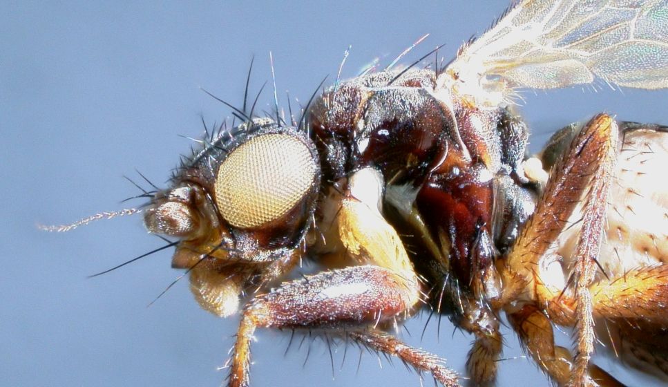 Playing with images of black and shiny flies for when I eventually get to writing a new key; hopefully. Alloborborus pallifrons (Sphaeroceridae; Copromyzinae) a smart small fly, very 'spikey'. Larvae develop in horse dung (usually), not a species I find often. 