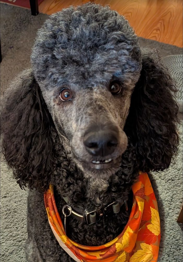 A gray-brindle Standard Poodle, with brushed topknot, focused on its face looking up at the camera with big brown eyes. Around its neck is a bright orange-and-yellow scarf with fall leaves.