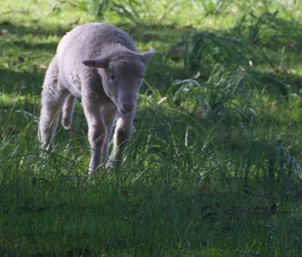 A photo of a lamb taking a small leap forward, surrounded by healthy green grass.