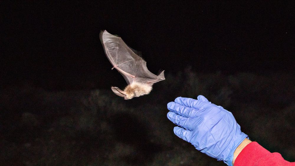 Surprising New Research Links Infant Mortality to Crashing Bat Populations