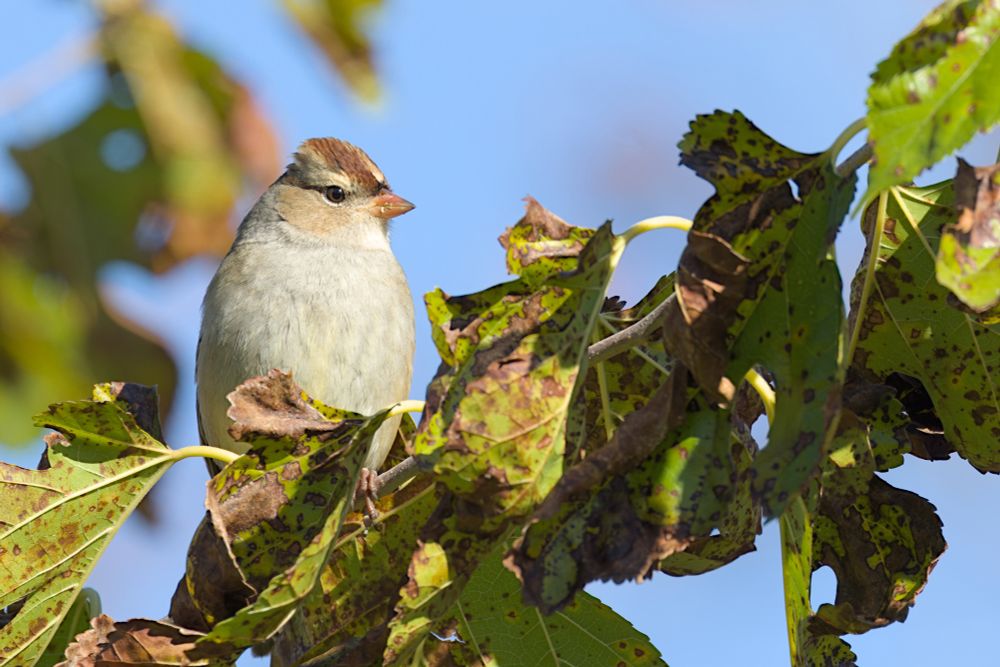 Immature White-Crowned Sparrow perched on vine