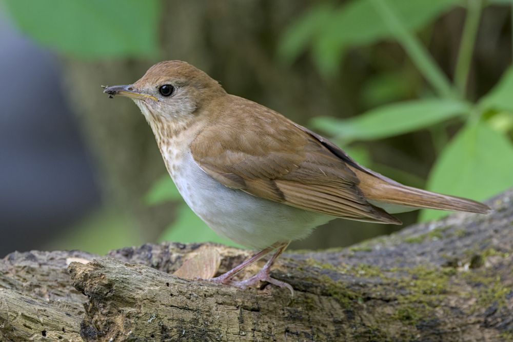 An adult Veery perched on a log, with some dirt on it's beak