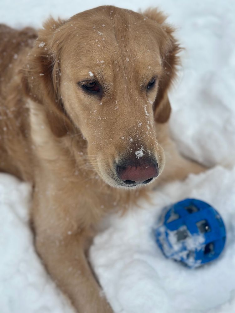 A top down view of Sully the golden retriever laying in the snow. Snow depth is around 6” and that didn’t stop Sulu from getting comfortable. Lying in front of him is a blue dodecahedron dog toy with square holes on each side. It is actively snowing.