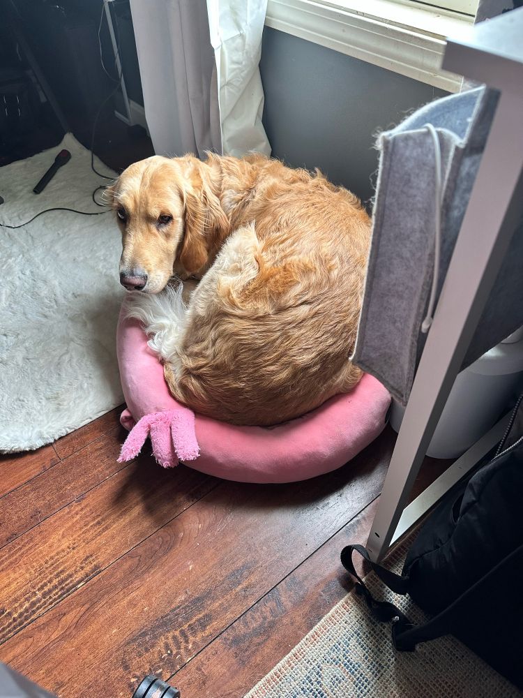 Big golden fits on top of squishmallow pillow