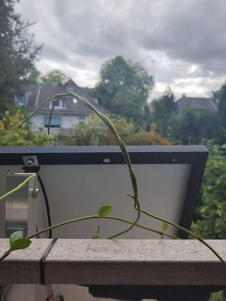 Zwei Triebe einer Jasmin Pflanze haben sich gegenseitig umschlungen und geben sich so aufrechten Halt.