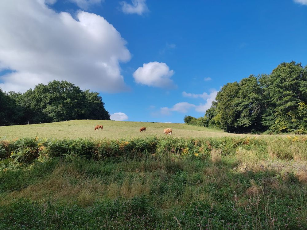Böschung im Vordergrund, dahinter eine Weide. ansteigend. Milchkaffeebraune Kühe grasen. In der Mitte schließt die Wiese am Himmel ab, rechts und links beginnen Wälder. Der Himmel ist von der Mitte bis rechts strahlend blau, links Wattewolken. Bochum, im Lottetal.