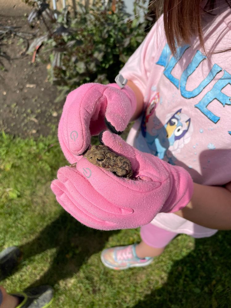 Picture taken on a sunny Saturday afternoon. My niece, wearing her official pink frog handling gloves, is holding a frog that we found down a window well. For some unknown reason, frogs like to come to my brother’s house and go into window wells every time it rains. We are really thinking about building frog stairs at this point. Frog was called Bumpy and was released by the hostas, which are not seen in this picture. Niece is wearing a pink Bluey shirt, pink shorts and pink shoes. She stated that the day felt pink to her. 