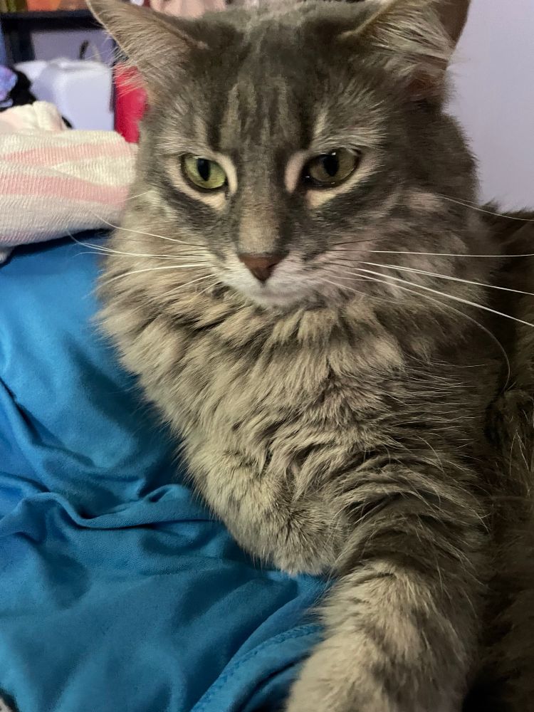 Myshka, a long hair gray happy demon child with green eyes.