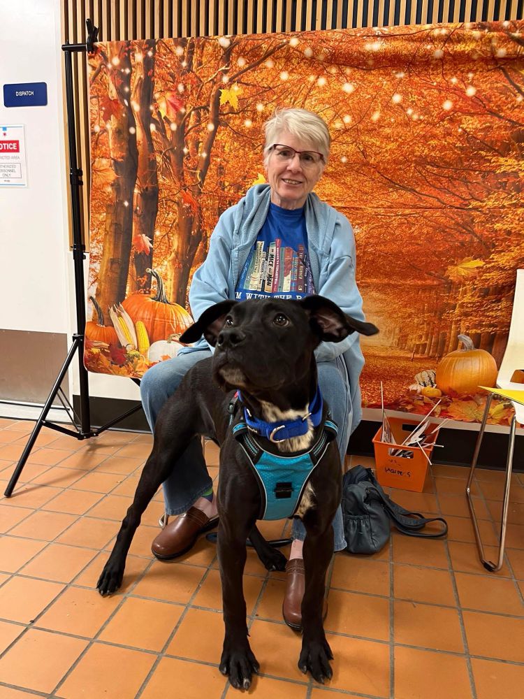 My mom, wearing a tshirt stating she reads banned books, a pale blue hoodie l, jeans and Dansko clogs in front of a fall backdrop. Margo is black with some white areas with spots. She is part lab and has ears that like to flop around.