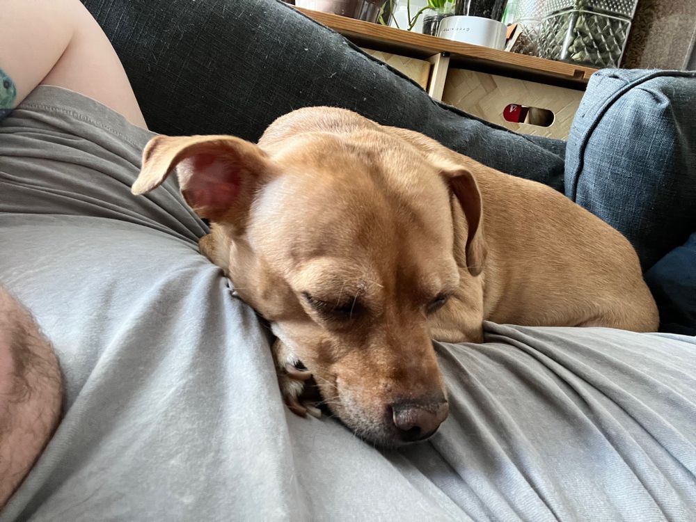 a chihuahua and lab mix dog curls up on top of her human to take a nap
