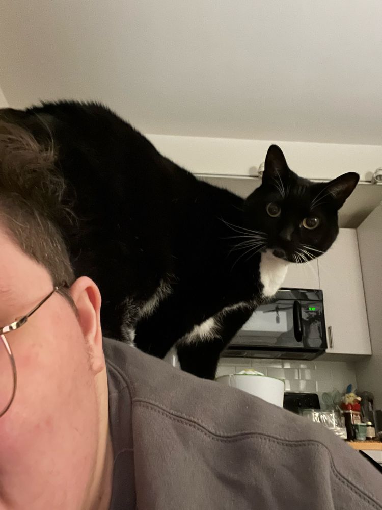 A black and white tuxedo cat stands on the back of her human, whose only partially visible
