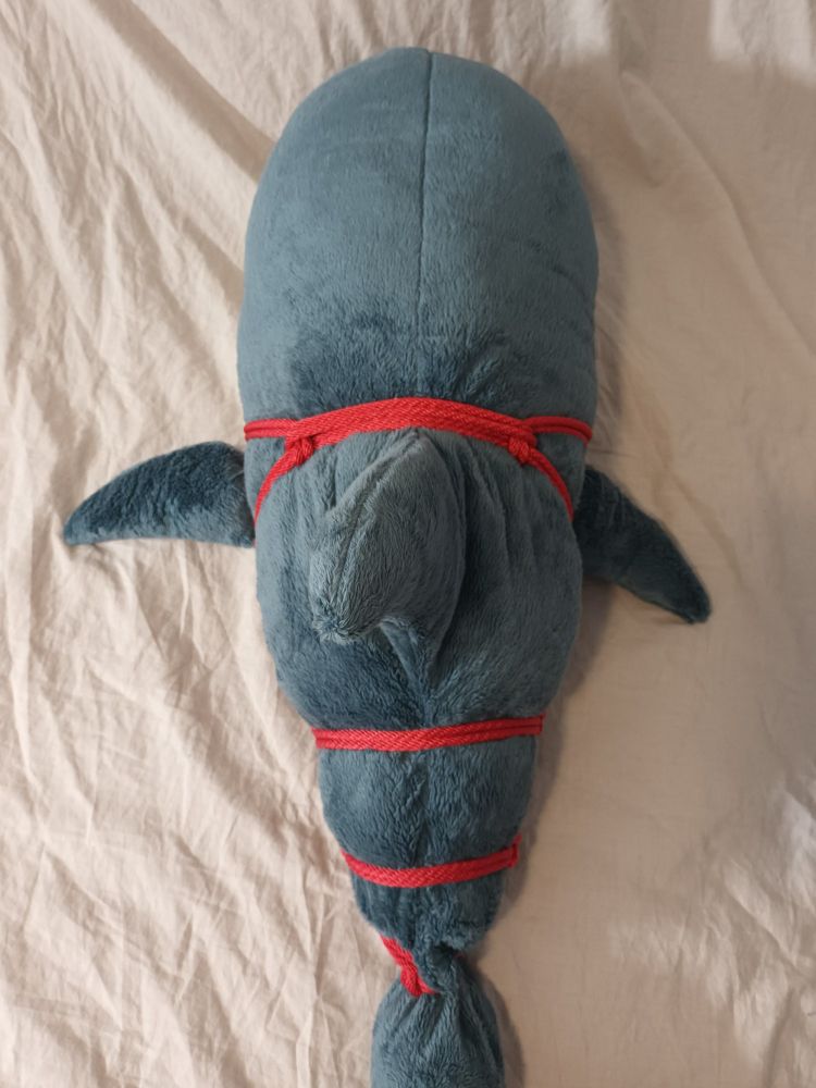 A top view of a large plush shark with a harness of red rope tied around it.