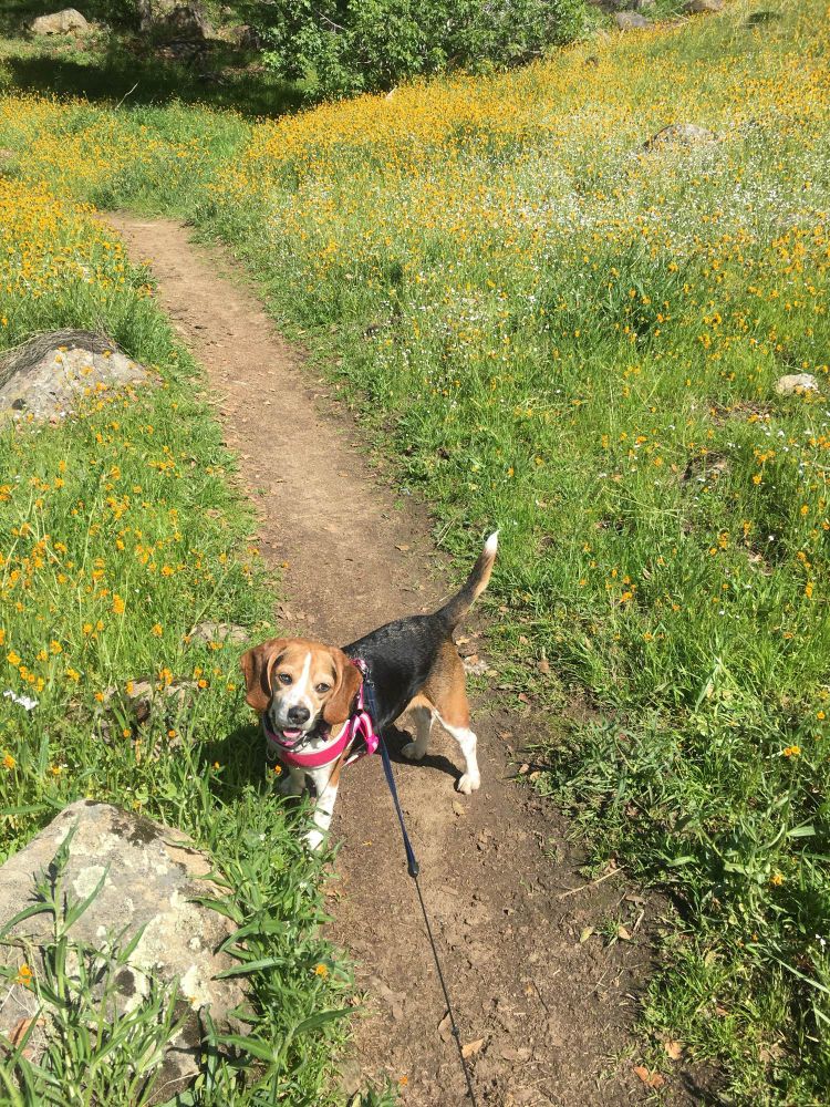 Sheba. The best adventure dog. My best friend. Standing on a trail with meadow on either side, looking back at us with her tail up and tongue out. She looks very happy. 
 