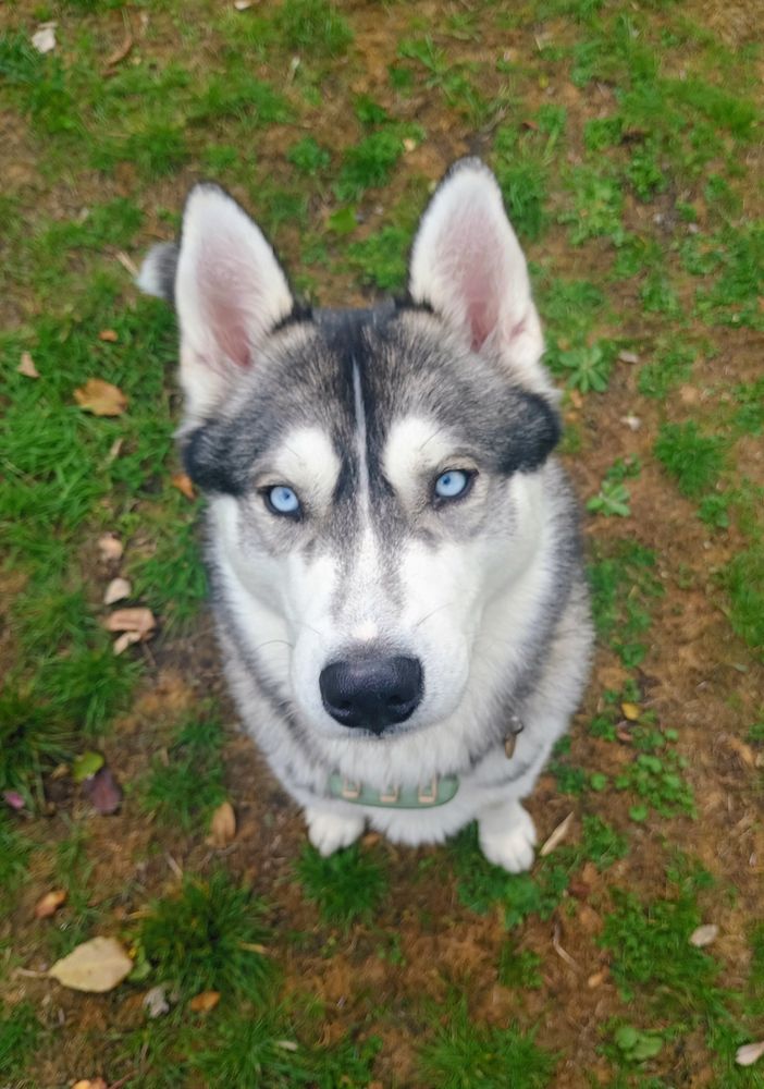 Picture of Loki, a Siberian Husky