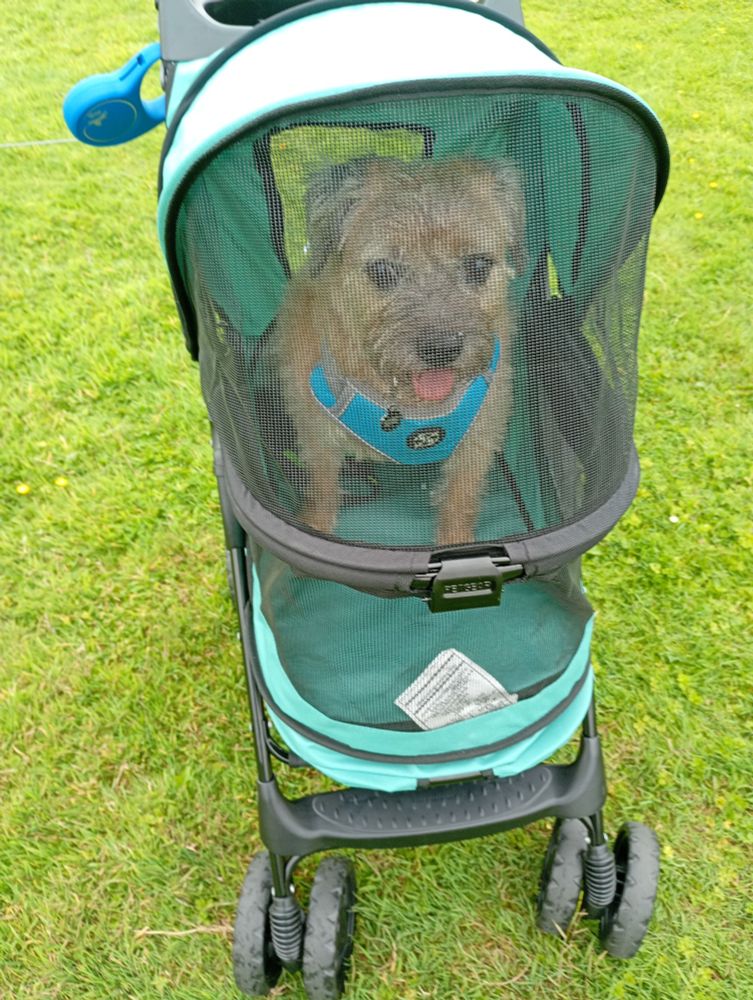 Picture of Doug, a Border Terrier, in a stroller