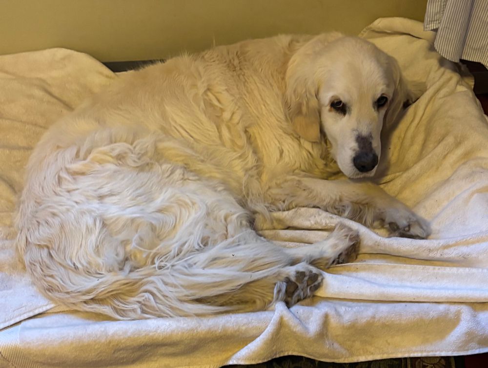 An English cream golden retriever curled up on her bed, looking at me like I’ve disappointed her…again
