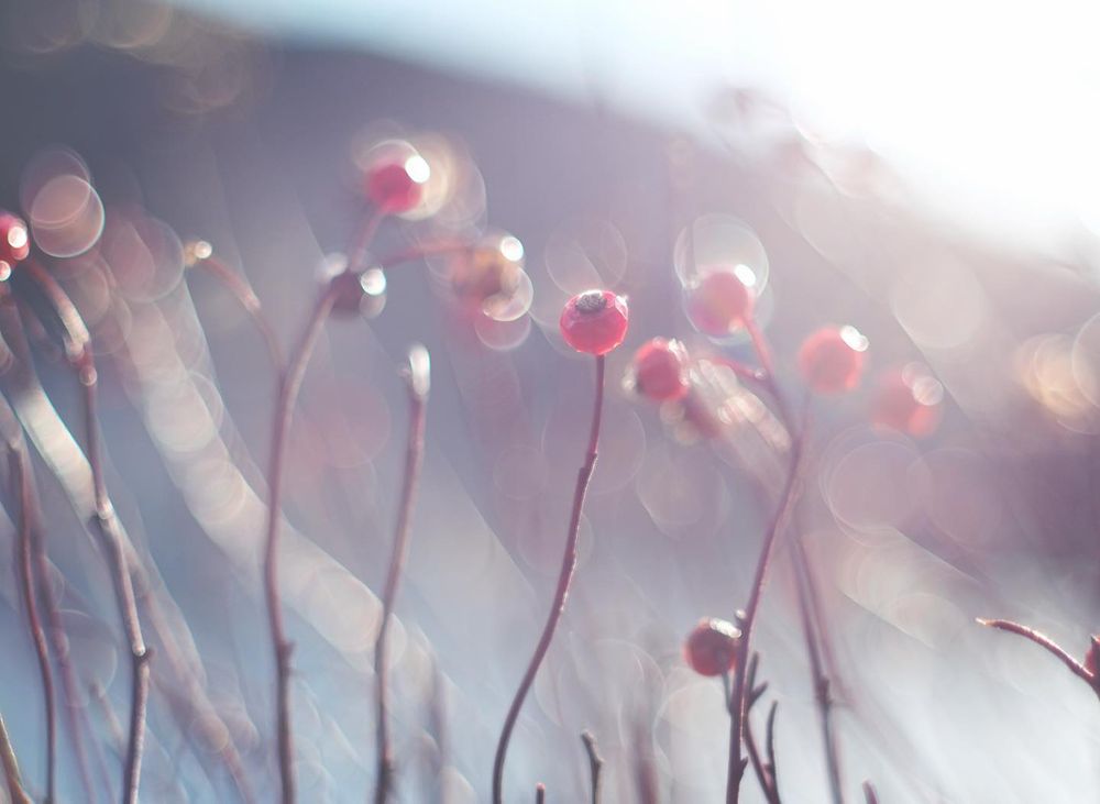 Wild rose hips in winter, photographed barely in focus so they are almost abstract, a blur of red and pastel purple hues.
