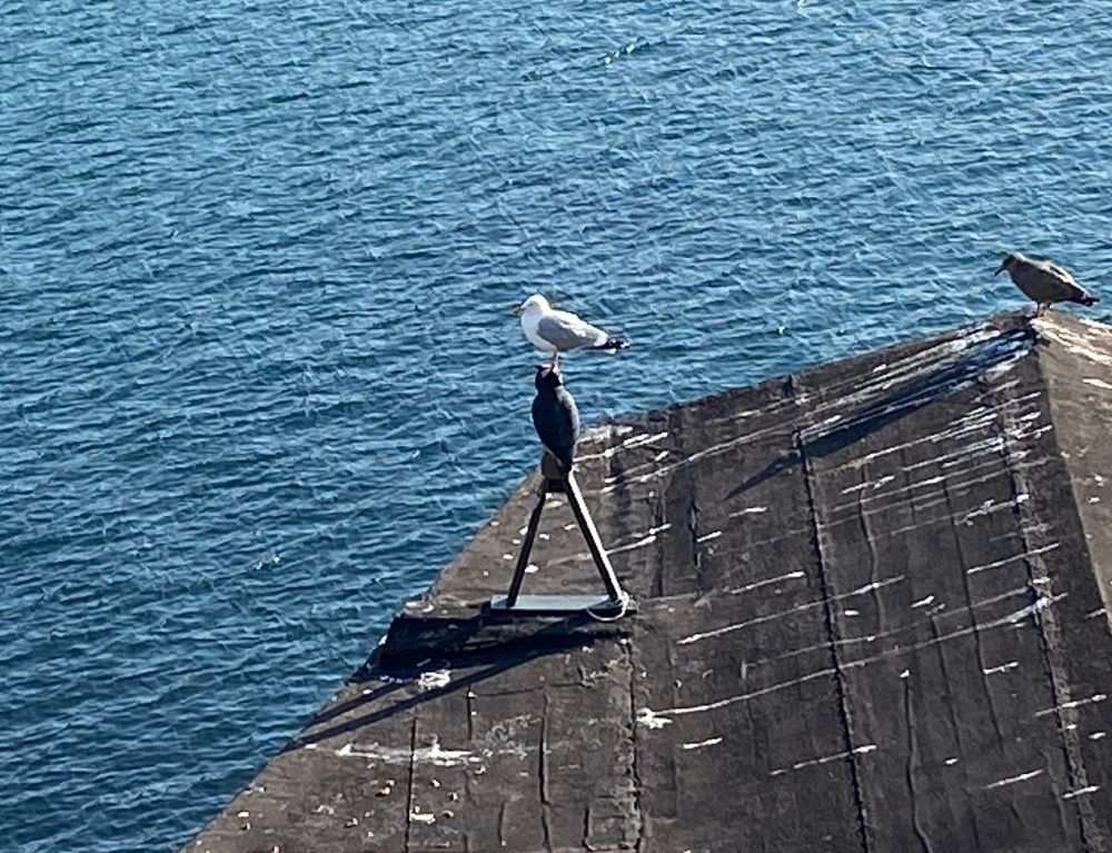 A gull perching on a plastic owl meant to scare away gulls, on a rooftop in Newfoundland, with the ocean in the background.