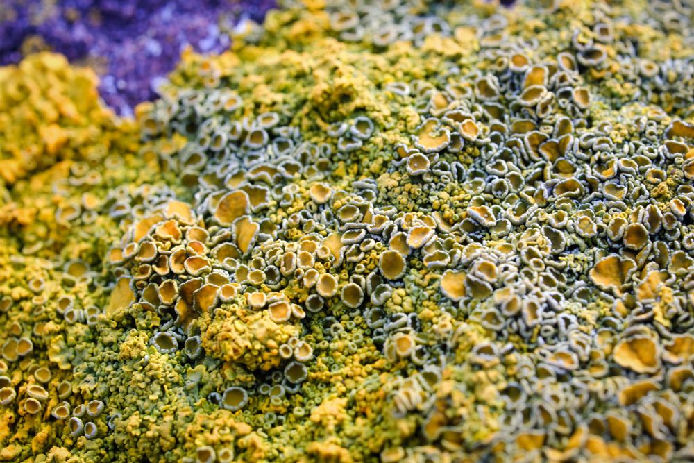 A close-up photo of yellow-orange lichen on a rock, with hundreds of little trumpet-shaped nodules clustered together.
