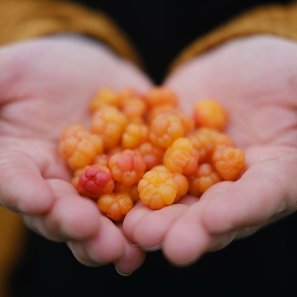 A handful of bakeapples, which are peach-orange coloured and bumpy.