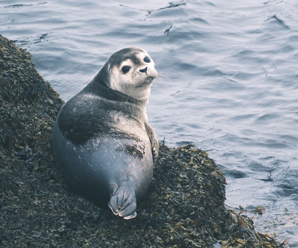 A seal lying on a seaweed-covered shoreline, peering back at the photographer over its shoulder, if seals had shoulders.