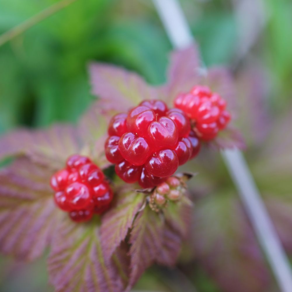 Dewberries, bulbous bright red berries that look a bit like raspberries.