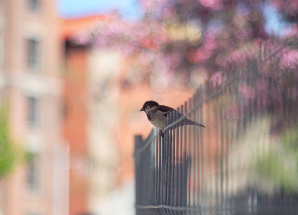 A small songbird bird perched on a wire fence, with out-of-focus cherry blossoms creating a colourful dappled background.