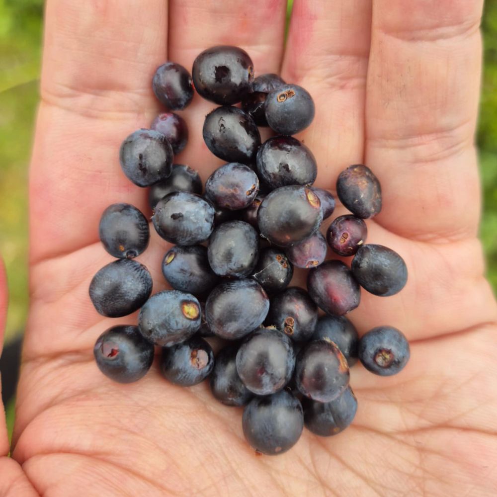 A handful of wild haskaps, small dark blue oval-shaped herries.